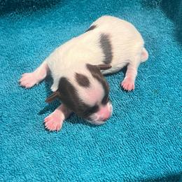 Toby - Parti male Yorkshire Terrier puppy in Bryan, Texas from Shayle's Yorkie Pups