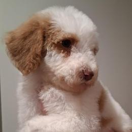 Frost bite - Parti female Poodle puppy in Corona, California from Garden Of Poodles