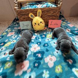 Cane Corso puppies from Gladiator Acres