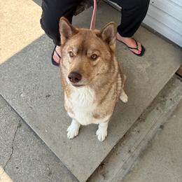 Kiara - Siberian Husky