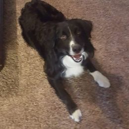 Australian Shepherds from Ash Ranch Aussies