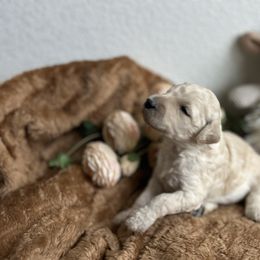 Goldendoodle puppies from Denim & Doodles
