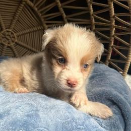 Jeremiah - Red tri-color male Australian Shepherd puppy in Grants Pass, Oregon from Carmel Mountain Aussies