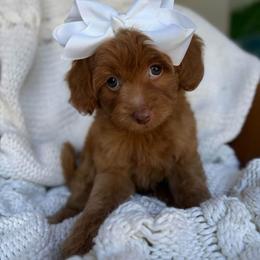 A-Peach Girl - Red  female Goldendoodle puppy in Lewisville, Texas from Texas Goldendoodle Lovers