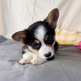 Kip - Black and tan male Pembroke Welsh Corgi puppy in El Dorado Springs, Missouri from Trixie Dixie