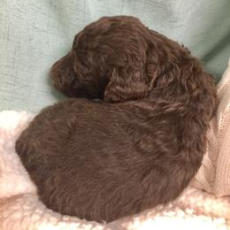 Bernedoodle Puppies from Cry Woof LLC