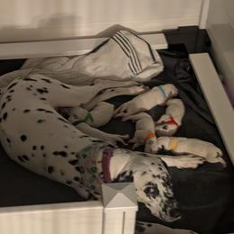 Dalmatian puppies from Savannah Woltanski