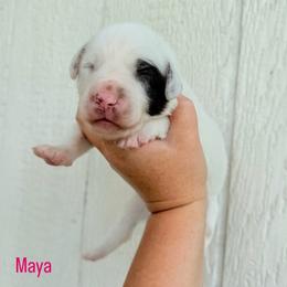 Maya- LUA liver long coat - White and liver brown female Dalmatian puppy in Jefferson, Georgia from Spotted Jewels Dalmatians