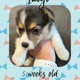 Luigi - Black and tan male Pembroke Welsh Corgi puppy in Dickinson, Texas from Careaga Farms