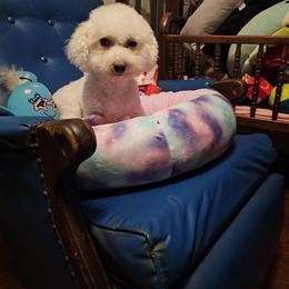 Maisy Mae Stuan - Bichon Frise