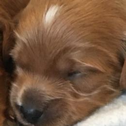 Girl 3 - Red  female Goldendoodle puppy in Fredericksburg, Ohio from Timshell Farm Specialty Crossbreed Puppies