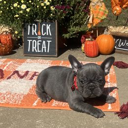 Juliet - Blue female French Bulldog puppy in Union City, Tennessee from West Tennesse Frenchies