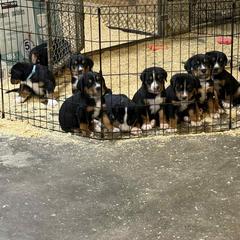 Boy - Black, white and red male Greater Swiss Mountain Dog puppy in Knoxville, Maryland from Dahlgren Swissys