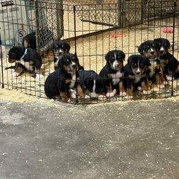 Boy - Black, white and red male Greater Swiss Mountain Dog puppy in Knoxville, Maryland from Dahlgren Swissys