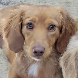 Harley - Dachshund