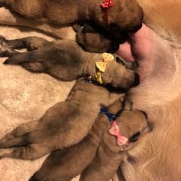 Mastiff Puppies from Majestic Mastiffs of Florida