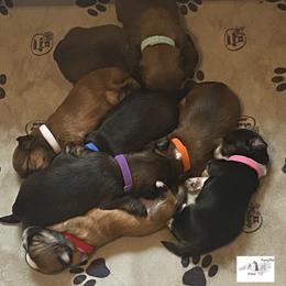 Lhasa Apsos and Rhodesian Ridgebacks from Koenigplatz Kennel