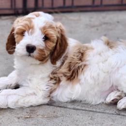 Ruby - Parti female Goldendoodle puppy in Great Falls, Montana from AnneLuna Goldendoodles
