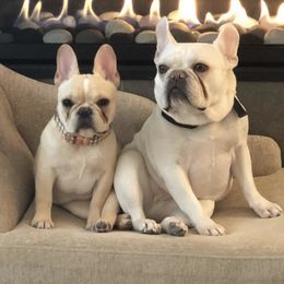 French Bulldogs from 2Stars French Bulldogs