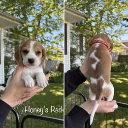 Honeys Red - Red black and white female Beagle puppy in Brownsville, Oregon from Beagles on the Run