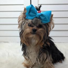 Yorkshire Terrier Puppies from Rhine Valley Yorkies