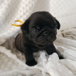 Mr. Yellow - Black male Pug puppy in Gore, Oklahoma from Pugs on Pecan