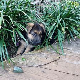 German Shepherd Puppies from Semper Fi K-9