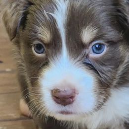 Australian Shepherds from Chaparro Farm