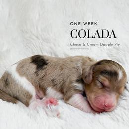 Colada - Dapple male Dachshund puppy in Redding, California from Jean & Mae Doxies