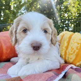 Australian Labradoodles from Taylor Creek Labradoodles