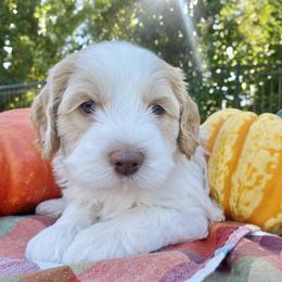 Australian Labradoodles from Taylor Creek Labradoodles