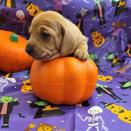 Dachshund and Pembroke Welsh Corgi Puppies from TS Dachshunds and Corgis