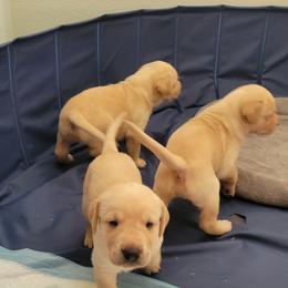 Labrador Retriever Puppies from MnK Family Labs