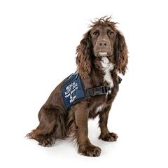 Birdi - English Cocker Spaniel