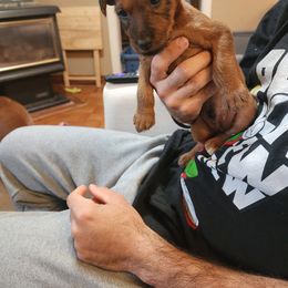 Irish Terrier Puppies from Jackman's Puppies