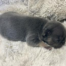 Boo Berry with OFA Parents - Blue female French Bulldog puppy in Billings, Montana from Yellowstone Frenchies