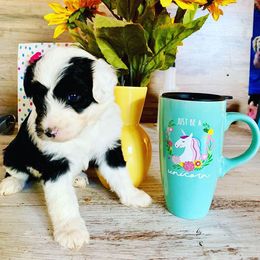 Goldendoodle and Sheepadoodle Puppies from Sunflower Family Farms