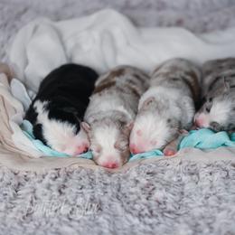 Australian Shepherd, Miniature American Shepherd, Miniature Australian Shepherd, and Toy Australian Shepherd Puppies from Painted Blue Aussies