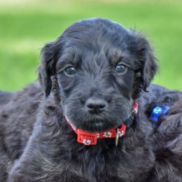 Goldendoodle and Poodle Puppies from Fancy Goldendoodles and Poodles