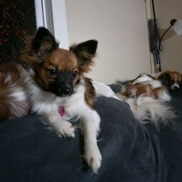 Papillon All Grown Up from Loving Hands