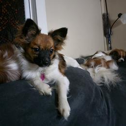 Papillon All Grown Up from Loving Hands