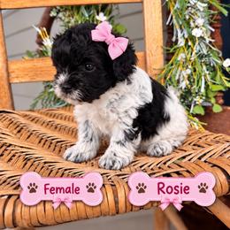 Rosie - Parti female Maltipoo puppy in Dover, Florida from Country Cottage Puppies