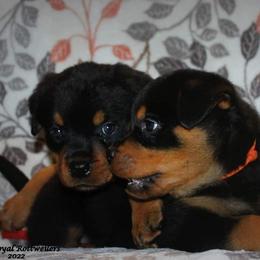 Rottweiler Puppies from C&C Royal Rottweilers