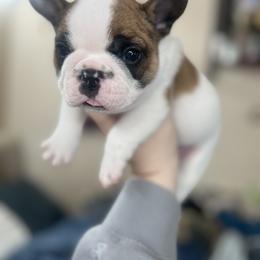 French Bulldog Puppies from The three little frenchies