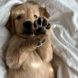 Golden Retrievers from Thank You For Your Golden Services
