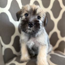 Olive - Parti male Miniature Schnauzer puppy in La Mirada, California from SchnauzersRus