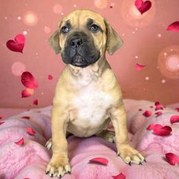 Harley Quinn - Brown female Boerboel puppy in Laramie, Wyoming from Standing Stone Boerboels