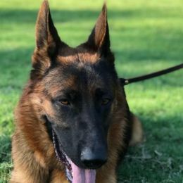 MIA  - German Shepherd