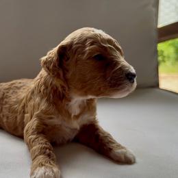 Girl 5 - Red  female Goldendoodle puppy in Meridian, Mississippi from Magnolia Poodles and Doodles