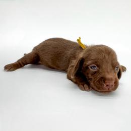 Jewel - Chocolate female Dachshund puppy in Waddell, Arizona from Neu Doxies